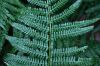 image of Dryopteris filix-mas
