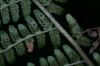 image of Dryopteris filix-mas