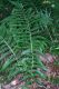 image of Dryopteris filix-mas