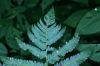 image of Dryopteris goldiana