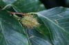 image of Fagus grandifolia