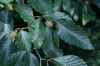 image of Fagus grandifolia