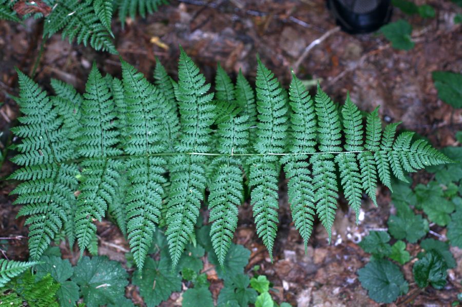 Dryopteridaceae Dryopteris campyloptera X intermedia