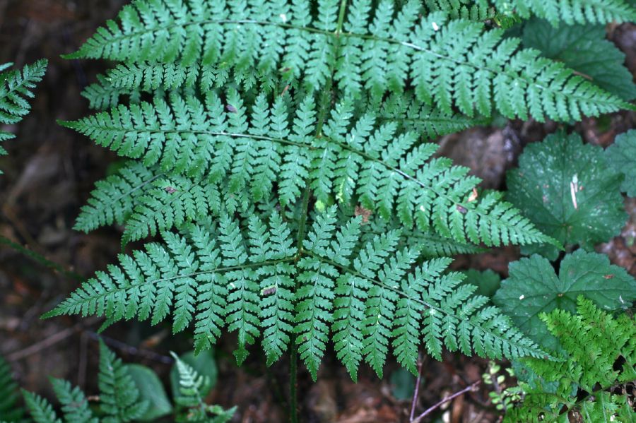 Dryopteridaceae Dryopteris campyloptera X intermedia