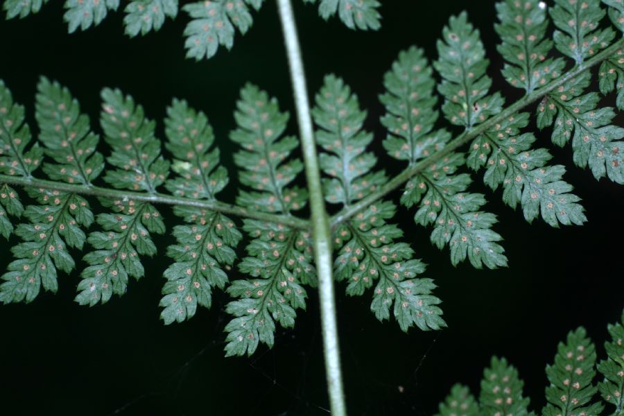 Dryopteridaceae Dryopteris campyloptera X intermedia