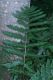 image of Dryopteris goldiana