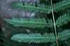image of Dryopteris goldiana