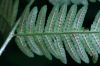 image of Dryopteris goldiana
