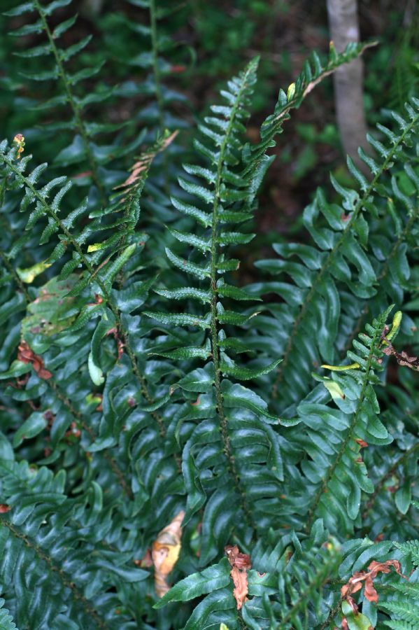 Dryopteridaceae Polystichum acrostichoides
