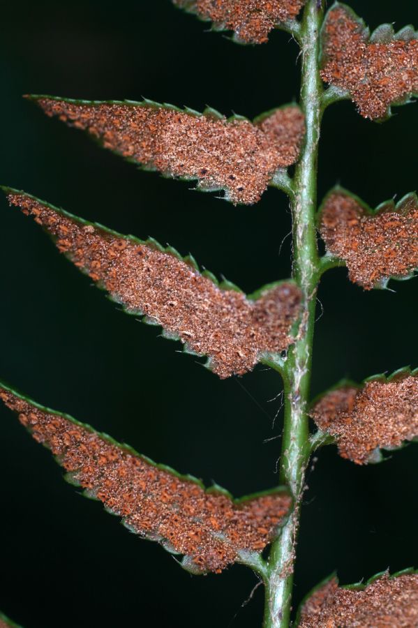 Dryopteridaceae Polystichum acrostichoides
