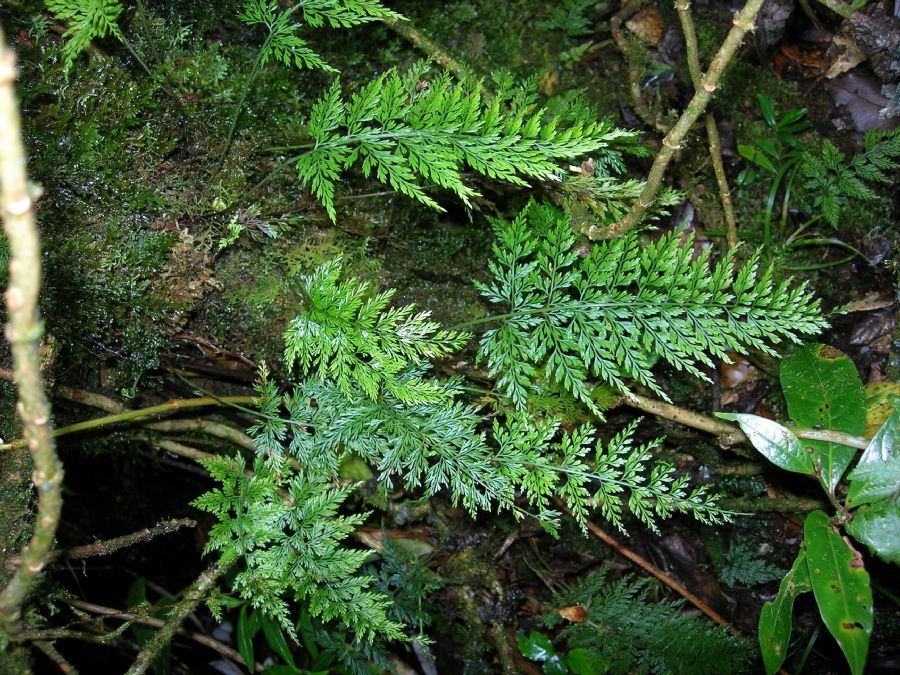 Aspleniaceae Asplenium fragrans