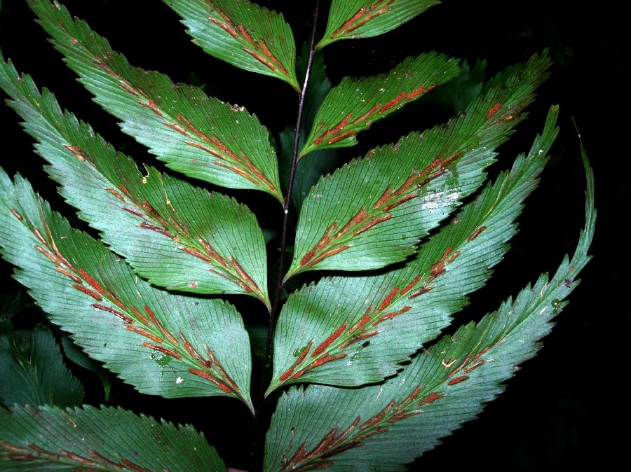Aspleniaceae Asplenium serra