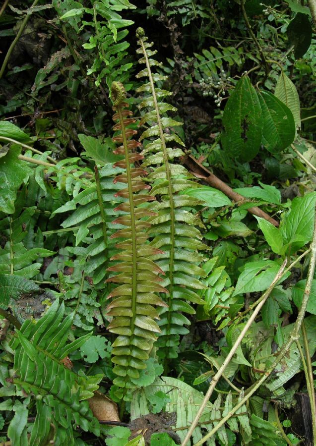 Blechnaceae Cranfillia caudata