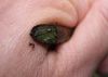 image of Cranfillia caudata