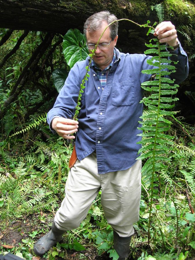 Blechnaceae Cranfillia caudata