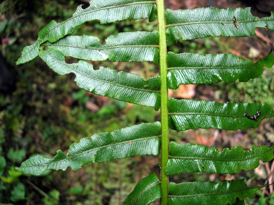Blechnaceae Cranfillia caudata