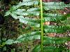 image of Cranfillia caudata