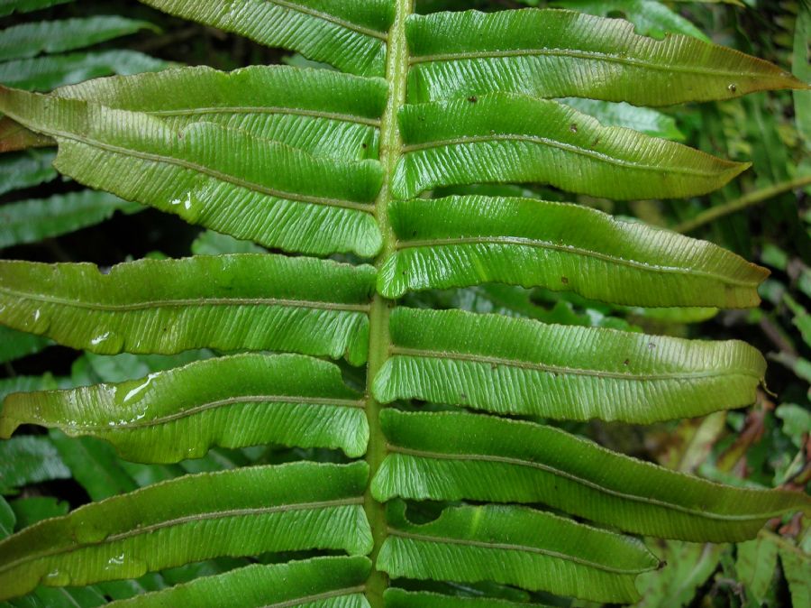 Blechnaceae Cranfillia caudata