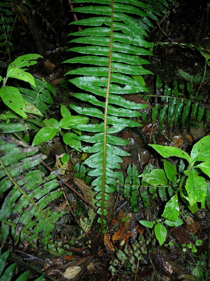 Blechnaceae Cranfillia caudata