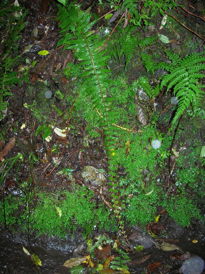 Blechnaceae Cranfillia caudata