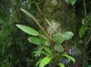 image of Elaphoglossum bellermannianum