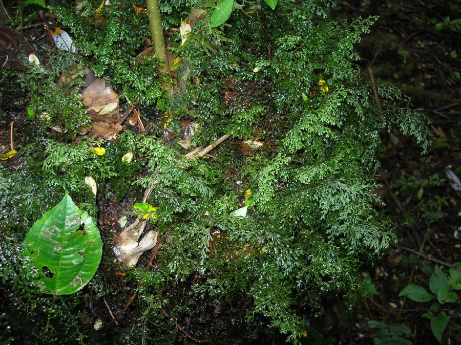 Hymenophyllaceae Hymenophyllum polyanthos