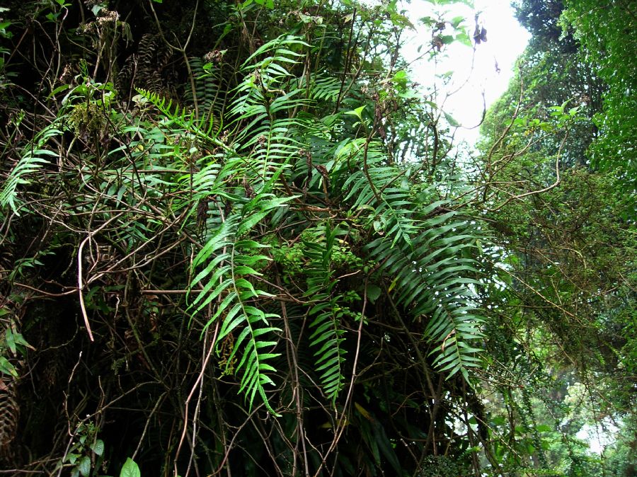 Polypodiaceae Pleopeltis montigena