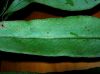 image of Pteris praestantissima