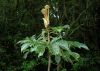 image of Schefflera 