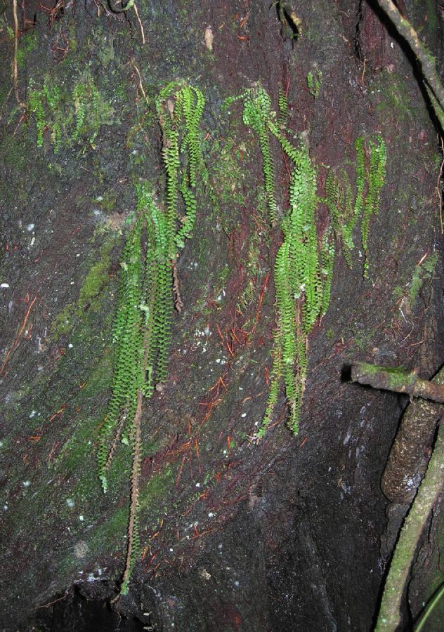 Grammitidaceae Terpsichore senilis