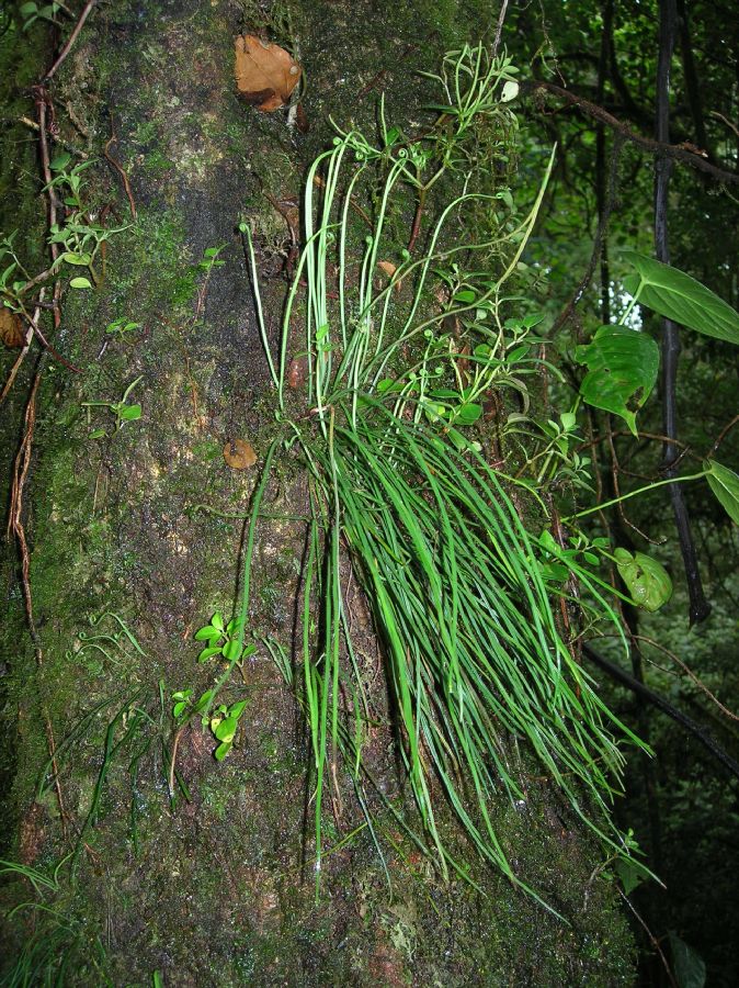 Pteridaceae Vittaria graminifolia