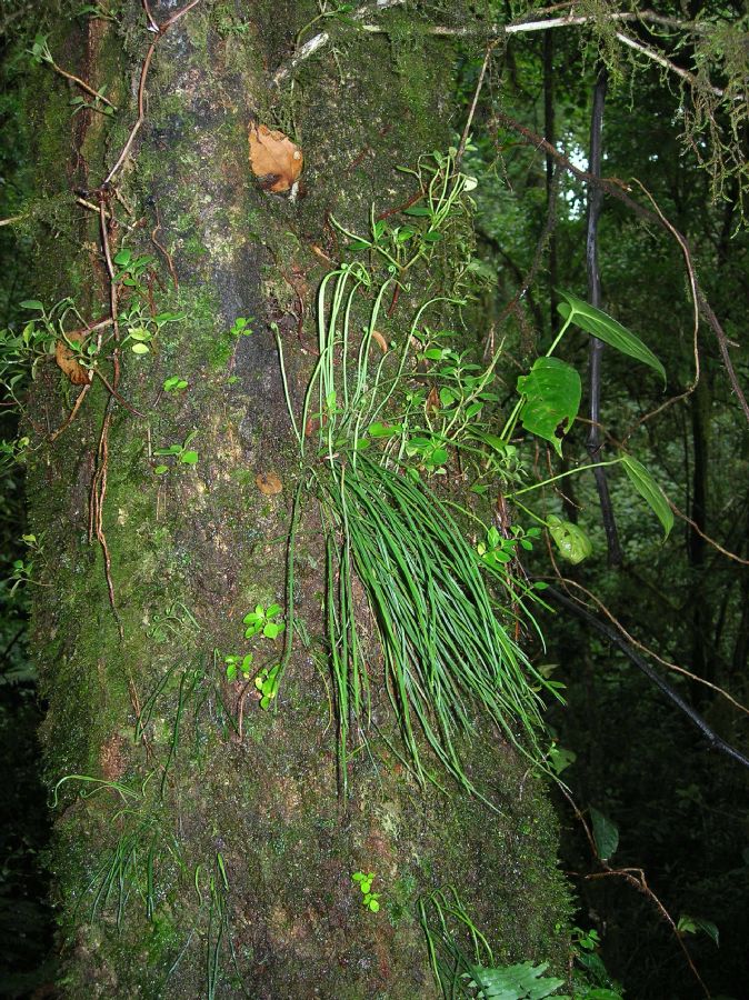 Pteridaceae Vittaria graminifolia