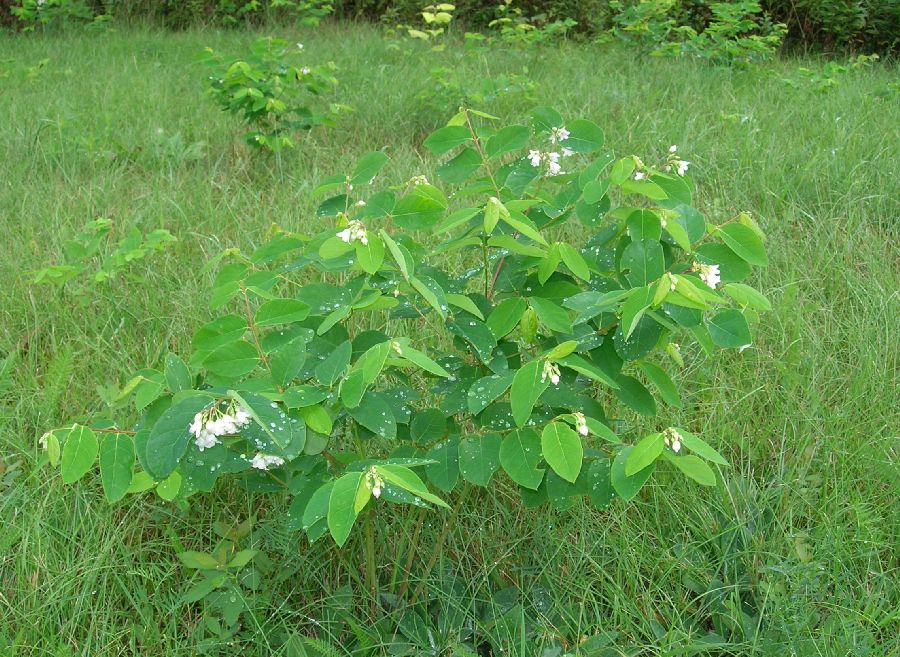 Apocynaceae Apocynum androsaemifolium