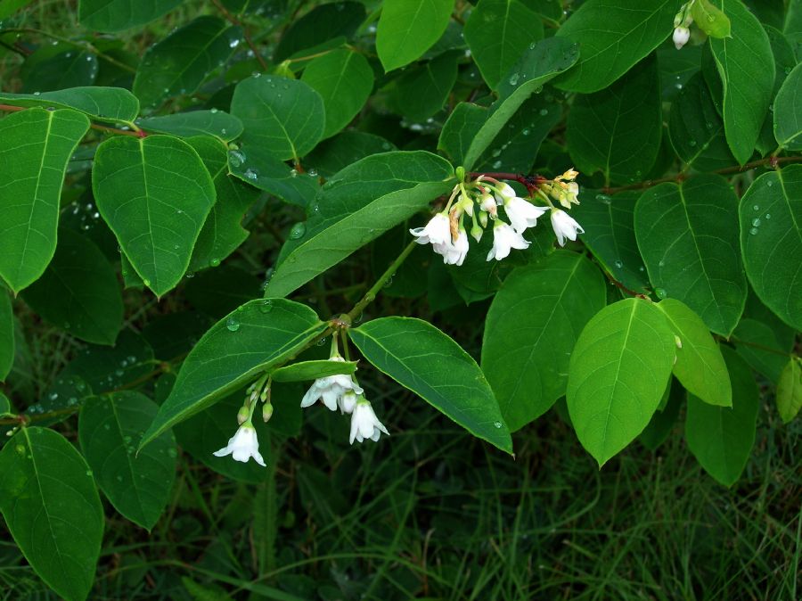 Apocynaceae Apocynum androsaemifolium