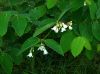 image of Apocynum androsaemifolium