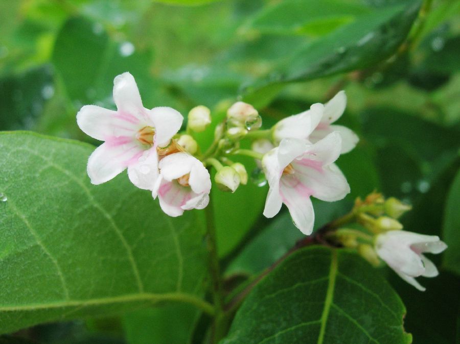 Apocynaceae Apocynum androsaemifolium