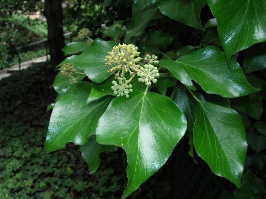 Araliaceae Hedera helix