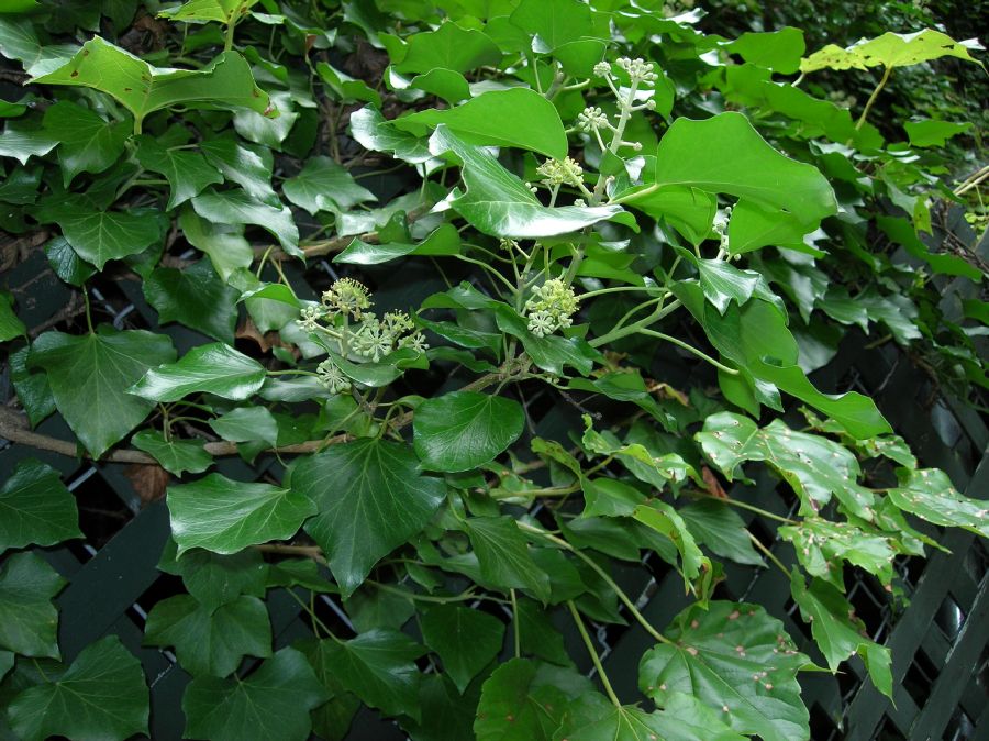 Araliaceae Hedera helix