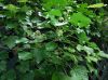 image of Hedera helix