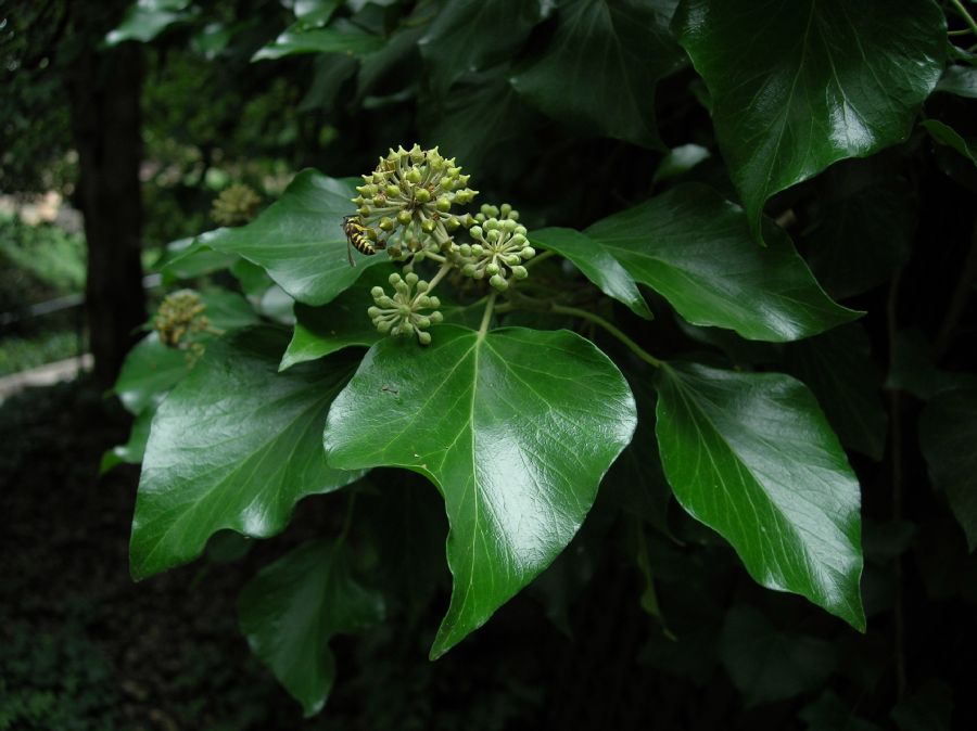 Araliaceae Hedera helix