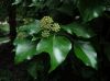 image of Hedera helix