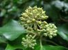 image of Hedera helix