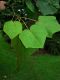 image of Catalpa ovata