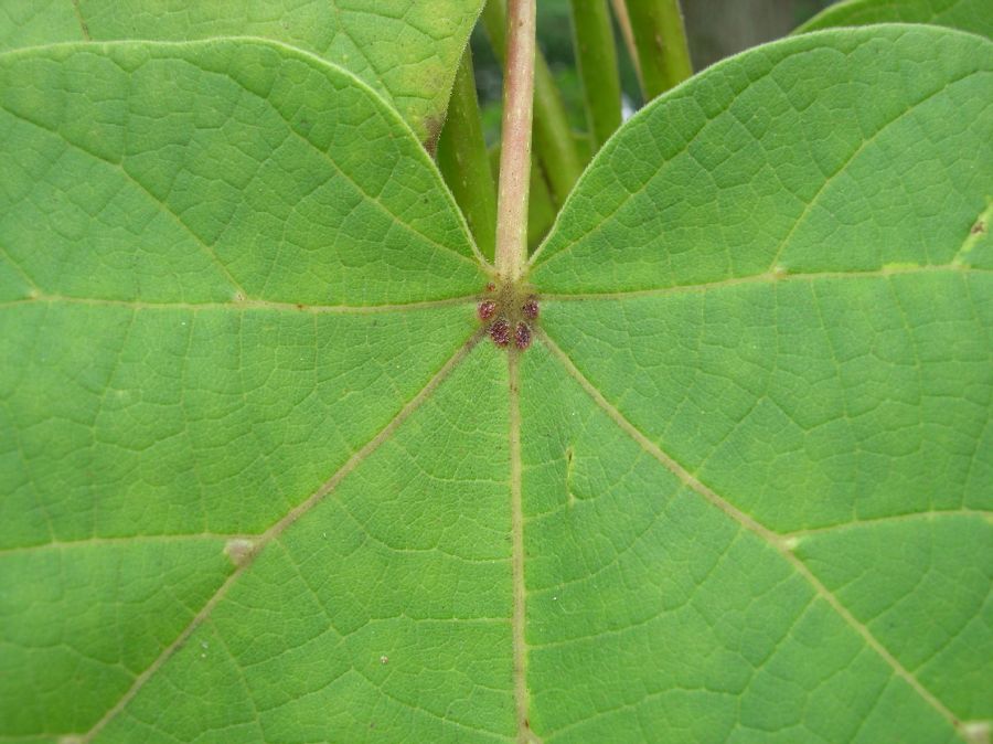 Bignoniaceae Catalpa ovata