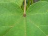 image of Catalpa ovata