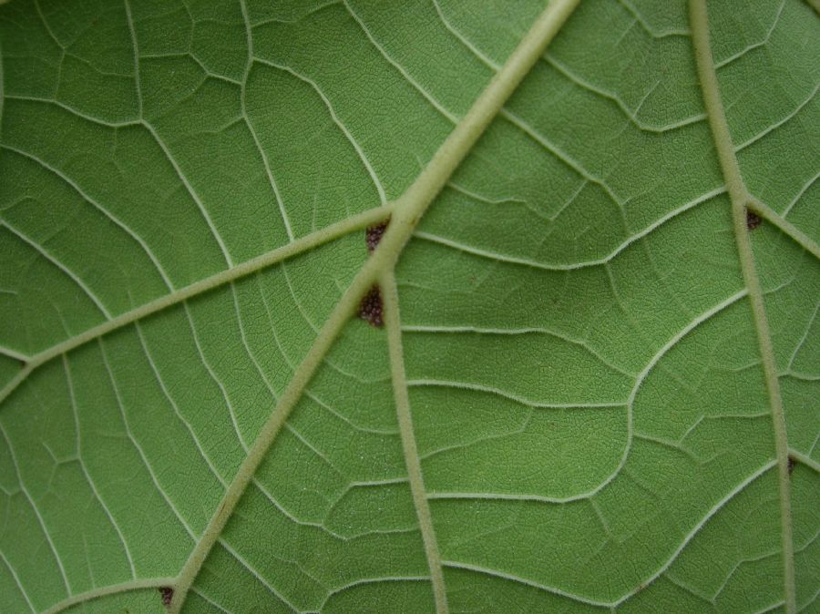 Bignoniaceae Catalpa ovata