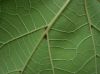 image of Catalpa ovata
