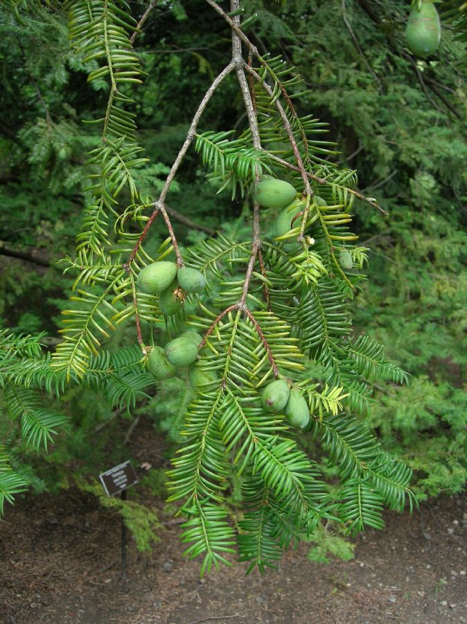 Taxaceae Torreya nucifera