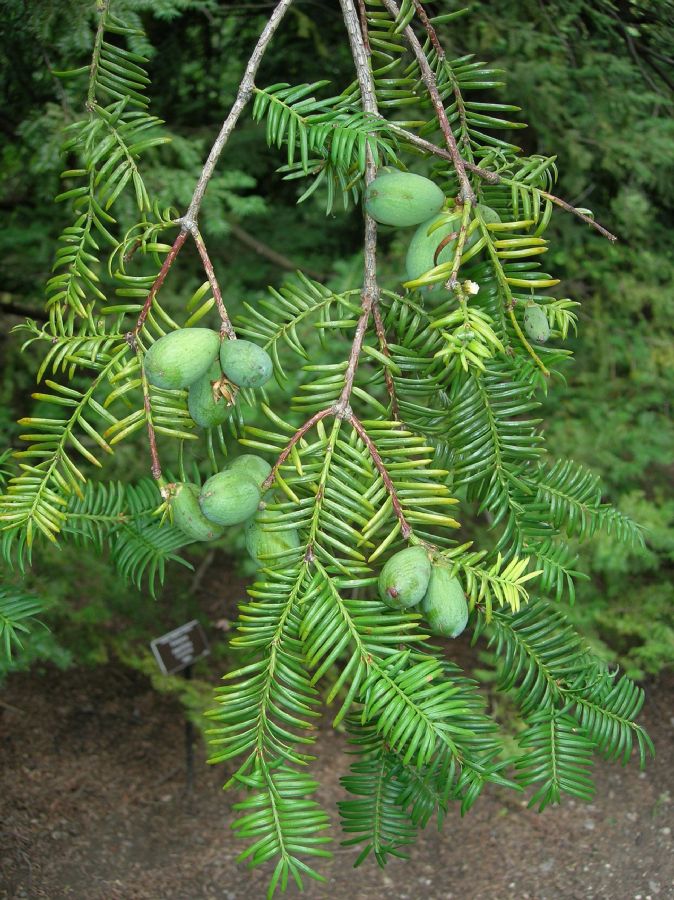 Taxaceae Torreya nucifera
