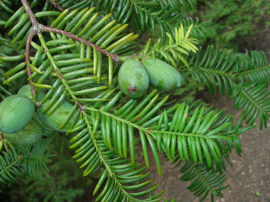 Taxaceae Torreya nucifera